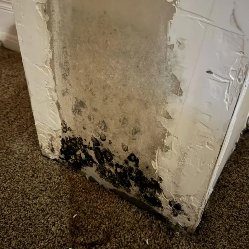 Professional Mold Removal in Fort Mill, SC